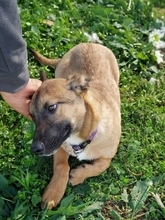 LITTLEJOE, Hund, Mischlingshund in Griechenland - Bild 4