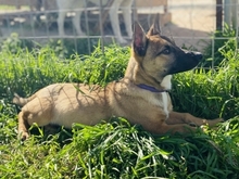 LITTLEJOE, Hund, Mischlingshund in Griechenland - Bild 5