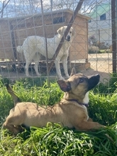 LITTLEJOE, Hund, Mischlingshund in Griechenland - Bild 6