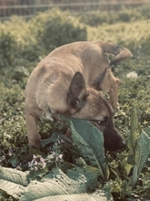 LITTLEJOE, Hund, Mischlingshund in Griechenland - Bild 7