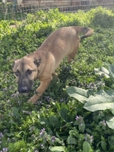 LITTLEJOE, Hund, Mischlingshund in Griechenland - Bild 8