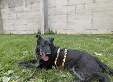 HAZEL, Hund, Mischlingshund in Rennertshofen - Bild 7