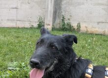 HAZEL, Hund, Mischlingshund in Rennertshofen - Bild 8