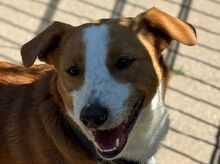 DOLLY, Hund, Mischlingshund in Hamminkeln - Bild 1