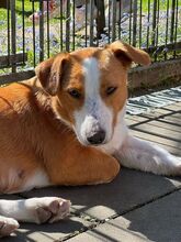 DOLLY, Hund, Mischlingshund in Hamminkeln - Bild 10