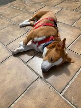 DOLLY, Hund, Mischlingshund in Hamminkeln - Bild 11