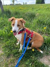 DOLLY, Hund, Mischlingshund in Hamminkeln - Bild 13
