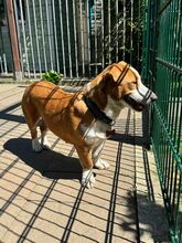 DOLLY, Hund, Mischlingshund in Hamminkeln - Bild 14