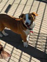 DOLLY, Hund, Mischlingshund in Hamminkeln - Bild 15