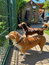 DOLLY, Hund, Mischlingshund in Hamminkeln - Bild 16