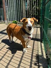 DOLLY, Hund, Mischlingshund in Hamminkeln - Bild 17