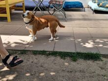 DOLLY, Hund, Mischlingshund in Hamminkeln - Bild 18