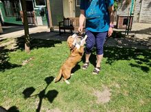 DOLLY, Hund, Mischlingshund in Hamminkeln - Bild 19
