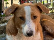 DOLLY, Hund, Mischlingshund in Hamminkeln - Bild 2