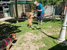 DOLLY, Hund, Mischlingshund in Hamminkeln - Bild 20