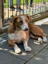 DOLLY, Hund, Mischlingshund in Hamminkeln - Bild 3