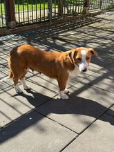 DOLLY, Hund, Mischlingshund in Hamminkeln - Bild 4