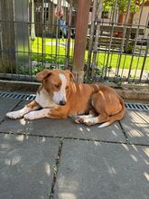 DOLLY, Hund, Mischlingshund in Hamminkeln - Bild 5