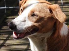 DOLLY, Hund, Mischlingshund in Hamminkeln - Bild 6