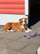 DOLLY, Hund, Mischlingshund in Hamminkeln - Bild 7