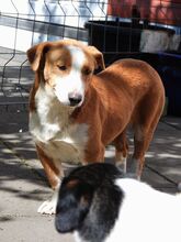 DOLLY, Hund, Mischlingshund in Hamminkeln - Bild 8