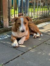 DOLLY, Hund, Mischlingshund in Hamminkeln - Bild 9