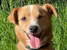 SOPHIE, Hund, Mischlingshund in Mülheim - Bild 1