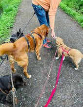 SOPHIE, Hund, Mischlingshund in Mülheim - Bild 10