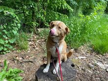 SOPHIE, Hund, Mischlingshund in Mülheim - Bild 11
