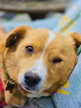 SOPHIE, Hund, Mischlingshund in Mülheim - Bild 12