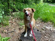 SOPHIE, Hund, Mischlingshund in Mülheim - Bild 13