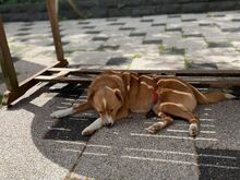 SOPHIE, Hund, Mischlingshund in Mülheim - Bild 3