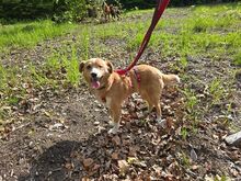 SOPHIE, Hund, Mischlingshund in Mülheim - Bild 7