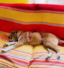 SOPHIE, Hund, Mischlingshund in Mülheim - Bild 8