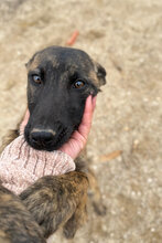 CALI, Hund, Deutscher Schäferhund in Spanien - Bild 1