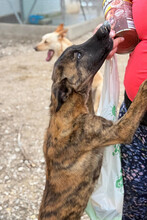CALI, Hund, Deutscher Schäferhund in Spanien - Bild 2