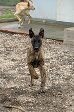 CALI, Hund, Deutscher Schäferhund in Spanien - Bild 3