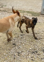 CALI, Hund, Deutscher Schäferhund in Spanien - Bild 4