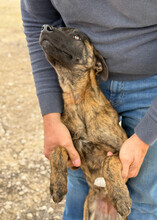 CALI, Hund, Deutscher Schäferhund in Spanien - Bild 5