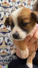 PAAVO, Hund, Mischlingshund in Spanien - Bild 5