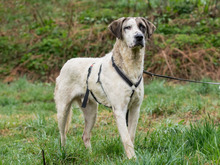 FIORELLO, Hund, Mischlingshund in Ulrichstein - Bild 5