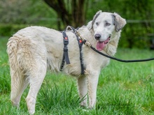 FIORENZO, Hund, Mischlingshund in Ulrichstein - Bild 4