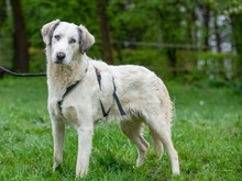 FIORENZO, Hund, Mischlingshund in Ulrichstein - Bild 5