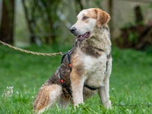 FREDERICK, Hund, Mischlingshund in Ulrichstein - Bild 5