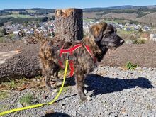 VINCENZA, Hund, Mischlingshund in Langenfeld - Bild 4