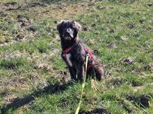 VINCENZA, Hund, Mischlingshund in Langenfeld - Bild 5