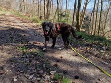 VINCENZA, Hund, Mischlingshund in Langenfeld - Bild 6