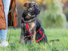 LORD BYRON, Hund, Mischlingshund in Hennef - Bild 4