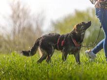LORD BYRON, Hund, Mischlingshund in Hennef - Bild 5