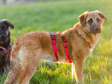 LADY ANNE, Hund, Mischlingshund in Hennef - Bild 4